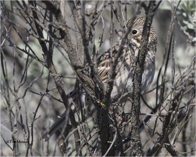  Vesper Sparrow 