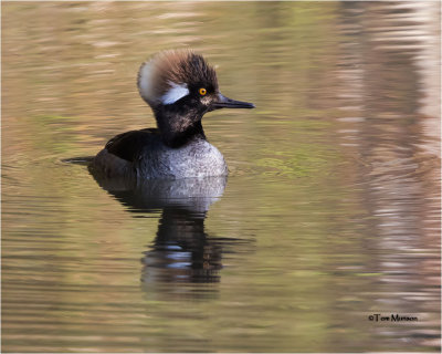  Hooded Merganser  ( Is this an immature male??