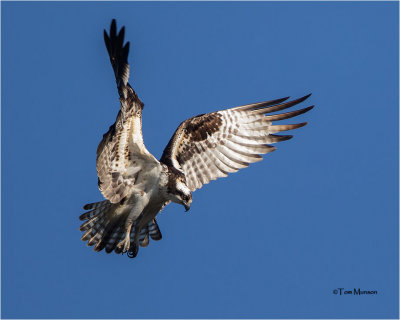  Osprey 