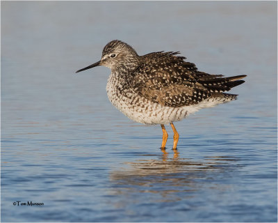 Lesser Yellowlegs