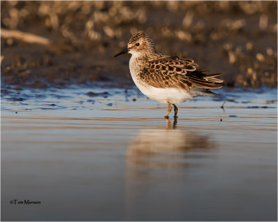 Least Sandpiper