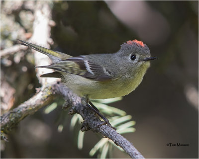  Ruby-crowned Kinglet 