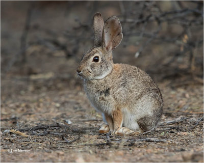 Cottontail Rabbit