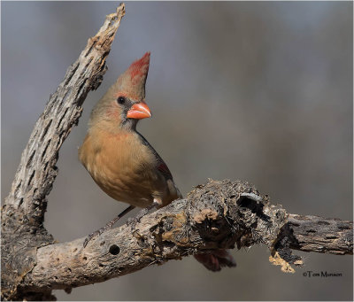  Northern Cardinal 