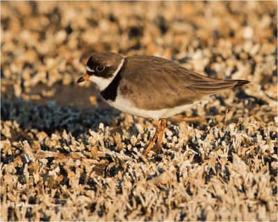  Semipalmated Plover 