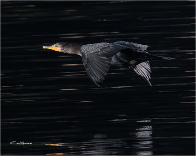  Double-crested Cormorant 