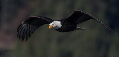  Bald Eagle 