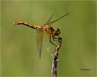  Band-winged-Meadowhawk 