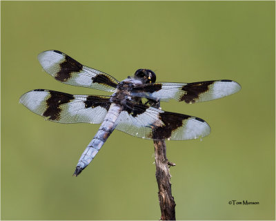  Eight-spotted Skimmer 