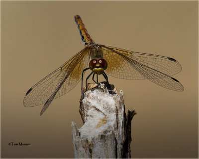 Band-winged-Meadowhawk