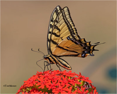  Two-tailed Tiger Swallowtail 