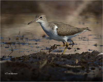  Spotted Sandpiper 