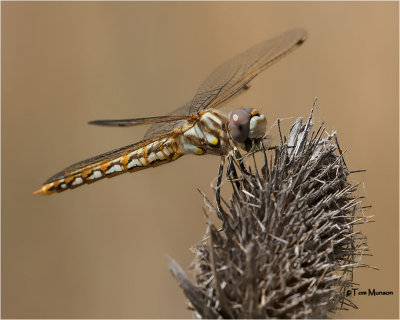 Variegated  Meadowhawk