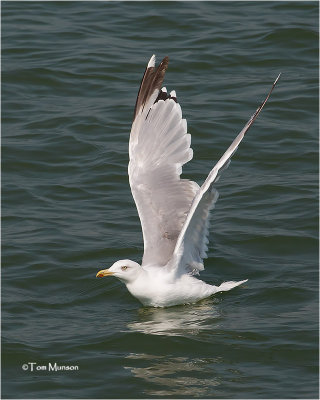  Yellow-legged Gull (not sure of the ID)