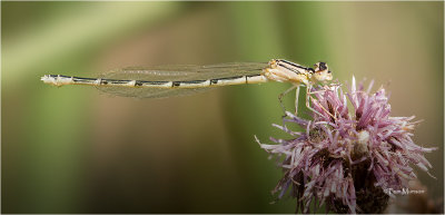 Boreal Bluet