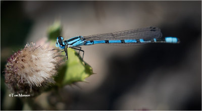  River Bluet 