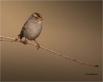  White-crowned Sparrow (Juvenile)