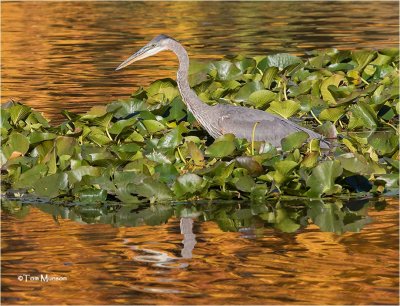  Great Blue Heron 