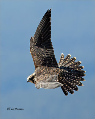  Peregrine Falcon 