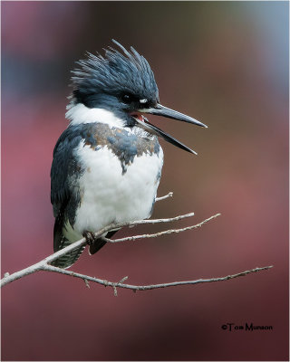 Belted Kingfisher