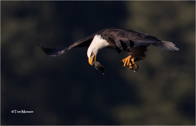  Bald Eagle 