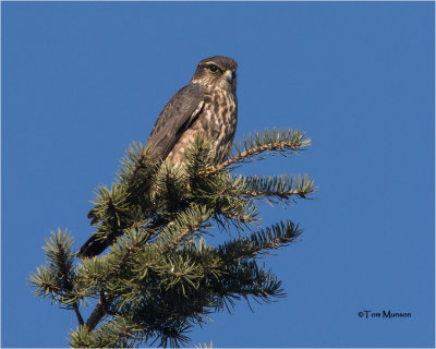 Merlin