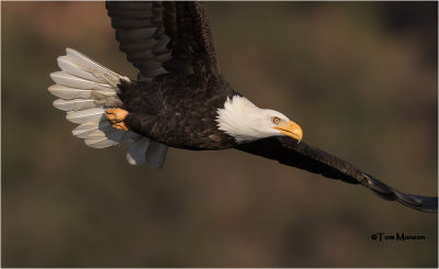  Bald Eagle