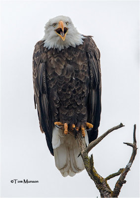  Bald Eagle 