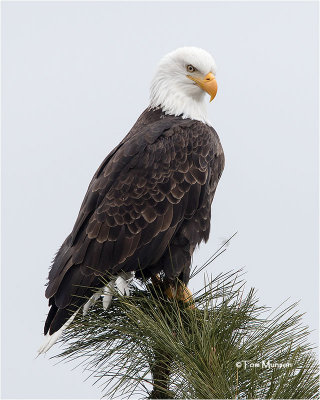  Bald Eagle 