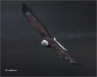  Bald Eagle 