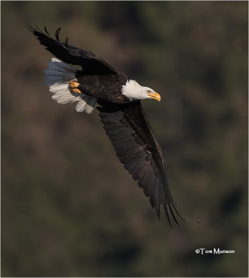 Bald Eagle