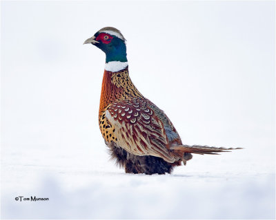  Ring-necked Pheasant