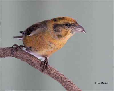 Red Crossbill