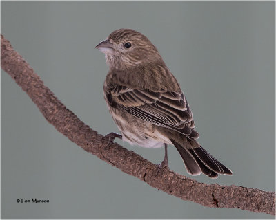  House Finch 