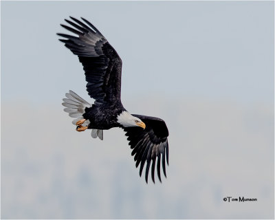  Bald Eagle 