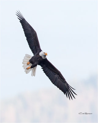  Bald Eagle 