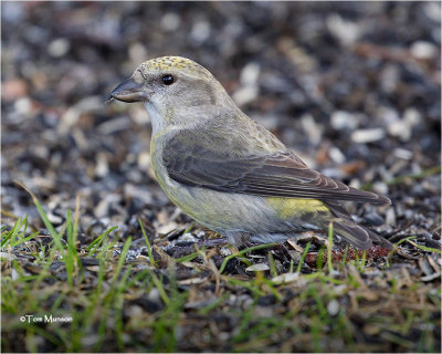  Red Crossbill 