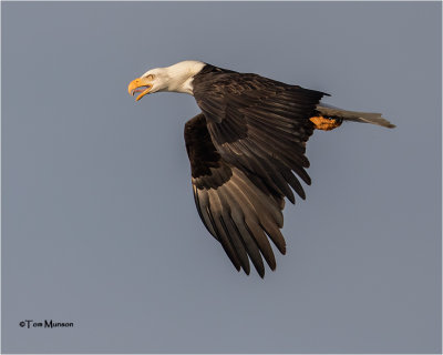  Bald Eagle 