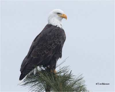   Bald Eagle 