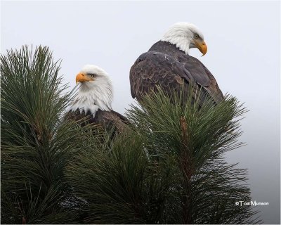  Bald Eagles