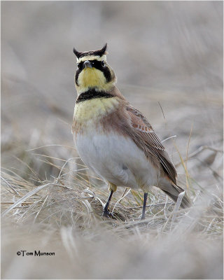 Horned Lark