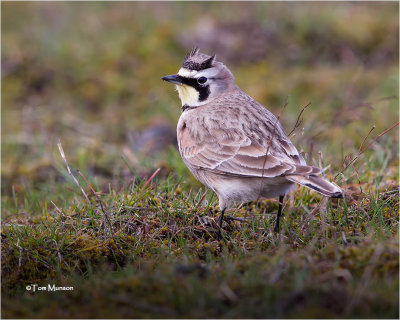 Horned Lark