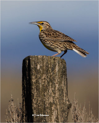  Western Meadowlark 