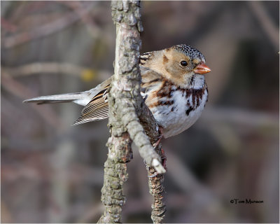 Harris's Sparrow (a rare bird for our area)