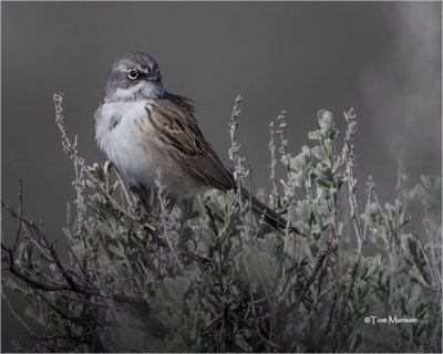Sagebrush Sparrow  (Perched on Sage)