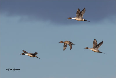  Northern Pintails 