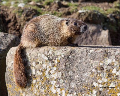  Yellow-bellied Marmot 