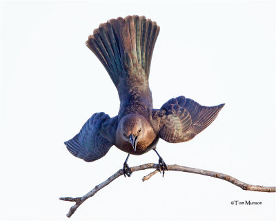  Brewer's Blackbird 