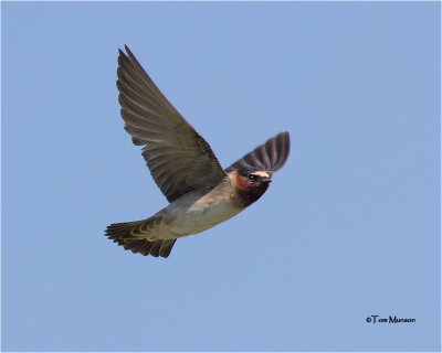  Cliff Swallow 