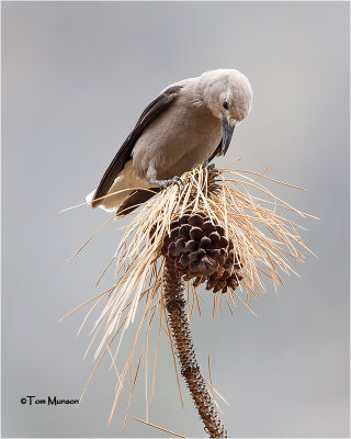 Clarks Nutcracker